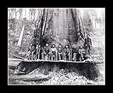 8 x 10のすべての木製額入りフォト構造材ジャケットTaking Down Redwoods