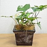 [エルフルール] 観葉植物 シンゴニューム・フレンチマーブル
