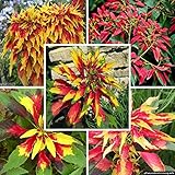 100 Seeds / Pack Poinsettia Seeds Euphorbia Pulcherrima Potted Bonsai Plants Planting Four Seasons G