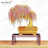 10PC rare gold mini bonsai wisteria tree seeds Indoor ornamental plants planting wisteria seeds