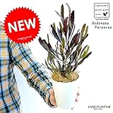 LAND PLANTS ドドナエア 4号サイズ