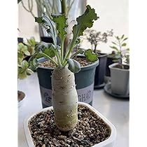 ペラルゴニウム クリンガルドテンセ 実生 □クリンガルドテンセ 実生苗 【多肉植物 Pelargonium ペラルゴニウム】