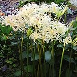 国華園　夏植え球根 リコリス エルジアエ 3球【※発送が国華園からの場合のみ正規品です】