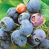 ブルーベリー苗木　パウダーブルー＜ラビットアイ系＞（２年生）