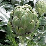 アーティチョーク：グリーングローブ3号ポット 4株セット[料理] ノーブランド品