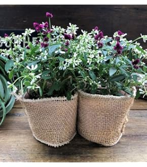 Amazon.co.jp: 幸せのクローバー 四つ葉のクローバー