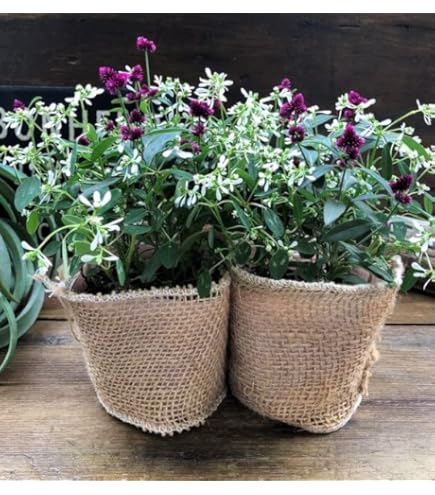 Amazon | ネモフィラ 苗 Zシリーズ ピンク シルバーリーフ 3.5号