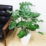 モンステラ 観葉植物 インテリア 大型 大 ホワイトセラアート鉢　8号