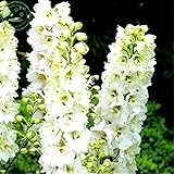 Bonsai seeds Forking Larkspur Salmon King (Delphinium consolida) Family garden decoration Organic Fl