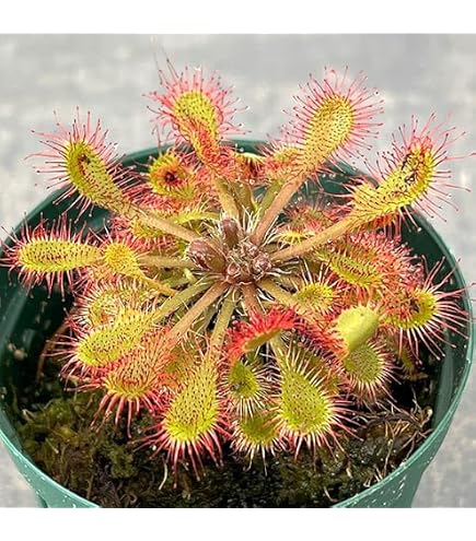 Amazon.co.jp: 【charm】(食虫植物) ウツボカズラ ネペンテス