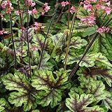 【宿根草】ヒューケレラ「タペストリー」