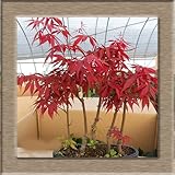 Rare Blue Maple Seeds Maple Seeds Bonsai Tree Plants Potted Garden Japanese Maple Seeds 10 Pieces / 