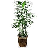 観葉植物 棕櫚竹（シュロチク） １０号 【鉢カバー付】