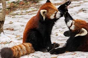 Amazon Co Jp レッサーパンダの壁紙 動物の壁紙 キャンバス ステッカー 印刷 壁紙ポスター はがせるシール式 写真 特大 絵画 壁飾り105cmx70cm Diy 工具 ガーデン