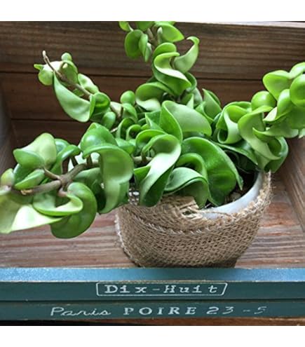 ブティさん専用 ＊Hoya ＊ ホヤ ＊ インフラータ ホヤ インフラータ 「Hoya inflata」23M | SHOUCHIKUEN