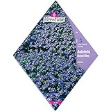 [春・秋まき　花タネ][フランス花の種]オーブリエチア（ムラサキナズナ） ロイヤルブルー* ノーブランド品