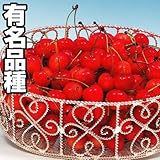 国華園　果樹苗　サクランボ　高砂　1株【※発送が国華園からの場合のみ正規品です】