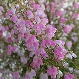 エリカ：メランセラ ビリーブウインド3.5号ポット 2株セット[秋冬の鉢花・寄せ植え素材に] ノーブランド品