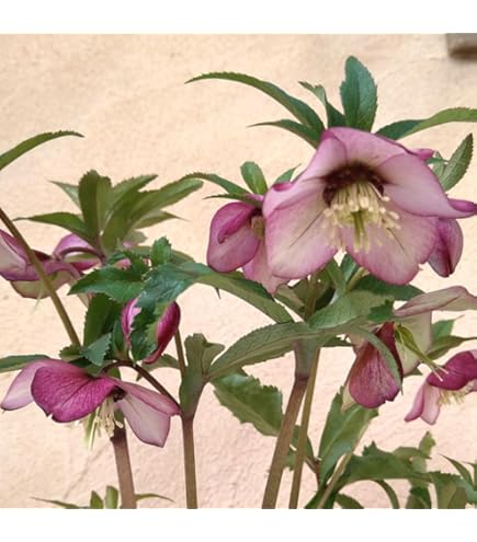 【花苗】クリスマスローズ　ミヨシ　ブラックパール　タグ付き　ポットごと発送 花苗】クリスマスローズ ミヨシ ブラックパール タグ付き ポットごと