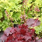 [赤系・小型種]ヒューケラ：ファイヤーチーフ2.5号ポット3株セット[MPS][葉と花を楽しむ] ノーブランド品