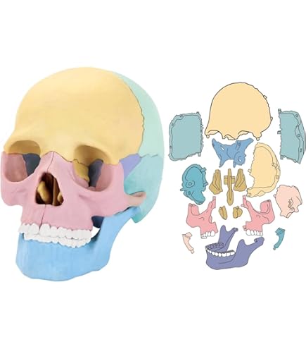 Amazon.co.jp: 本物のワニの頭蓋骨標本 - 動物の頭蓋骨モデル - 本物の