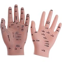 Amazon.co.jp: Fenteer 14cm 1:1人間 クソロジー 手モデル 模型