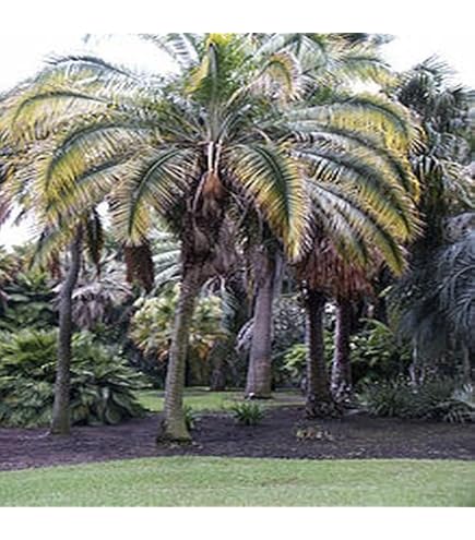 Amazon.co.jp: 【種子】Chamaerops humilis var. Cerifera◇チャメ