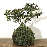 苔玉 サマーピンクサルスベリの苔玉