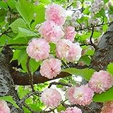 桜 苗木 ジュズカケ 12cmポット苗 さくら苗