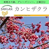 SAFLAX - Garden to Go - カンヒザクラ - 10 個の種。- 素焼きの鉢、グレーズトレー、鉢植え用土壌、肥料を含みます - Cerasus campanulata syn. Pr