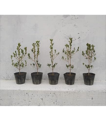 Amazon.co.jp: 山採り鉢植え 天然ドウダンツツジの根巻き苗 : DIY
