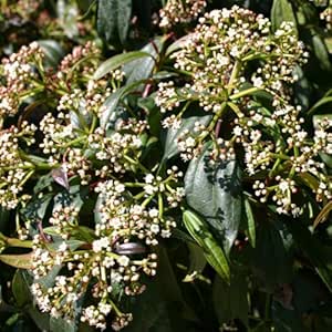 Amazon.co.jp： ビバーナム：ダビディヌ（ダビディ×ティヌス）6号ポット ホーム&キッチン