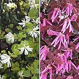 【ノーブランド品】トキワマンサク：3.5号ポット2種セット（紅花赤葉と・白花青葉）