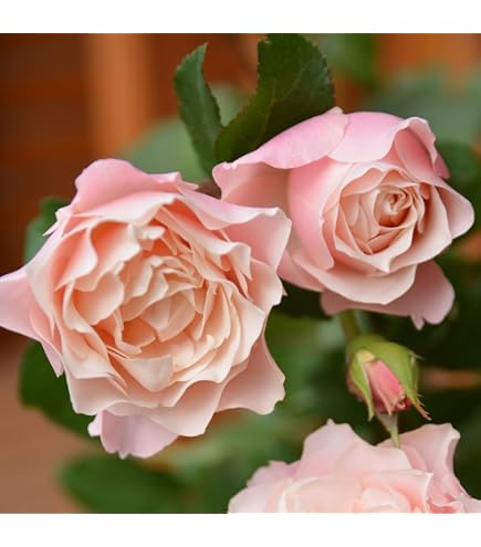 Amazon.co.jp: ［ ルクソール 6号鉢 大苗 予約 ］ 鉢植え バラ 薔薇