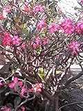 Thai Desert Rose Pink Adenium obesum Apocynaceae 10 Seeds ThailandMrk