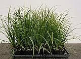 シマカンスゲ 20鉢セット 10.5ｃｍポット 斑入りカンスゲ