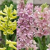 チューベローズ 花色ミックス3球セット[月下香・香りの球根植物] ノーブランド品