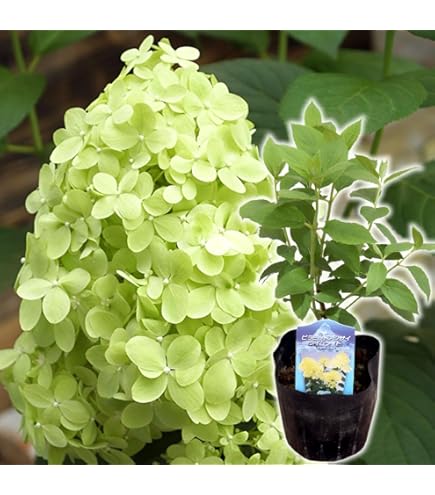 Amazon.co.jp: 落葉樹 苗木 斑入りノリウツギ 雪月花 : DIY・工具