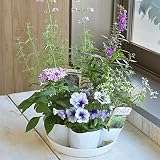 相武ガーデン 花苗 ブルー系 花苗5ポットセット