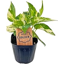 Amazon｜ポトス ライム 3号 黒ポット 加藤農園 Pothos サトイモ