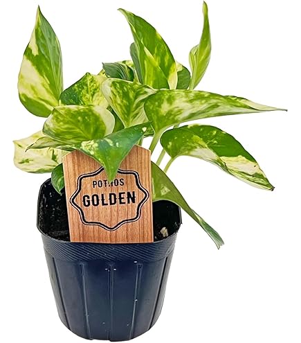 Amazon｜ポトス ライム 3号 黒ポット 加藤農園 Pothos サトイモ