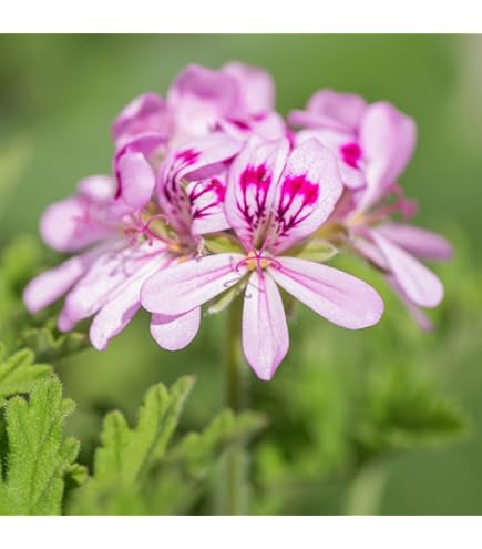 激レア超新品黄色ゼラニウム苗 激レア超新品黄色ゼラニウム苗 - メルカリ