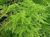 Asparagus setaceus - Asparagus Fern - Lace Fern - 20 seeds