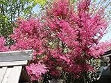赤葉紅花トキワマンサク大苗 庭木 常緑樹 シンボルツリー 生垣 目隠し 低木
