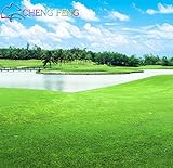 芝草草の種子（ゴルフサッカーフィールドヴィラ）特級エバーグリーン芝生の種1000年種子