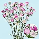 国華園　花苗 ナデシコ 初恋 4株【※発送が国華園からの場合のみ正規品です】