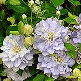 【ノーブランド品】クレマチス：ダイアモンドボール3.5号ポット[2年生苗]（大輪八重咲き）