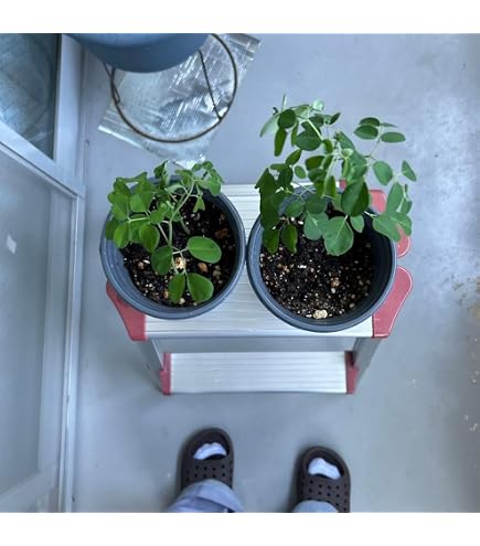 Amazon.co.jp: モリンガの豪華セット 種 苗 入手困難 挿し木 : DIY