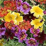 花の種子は舌ミックス（Salpiglossis sinuata）年報を塗装します