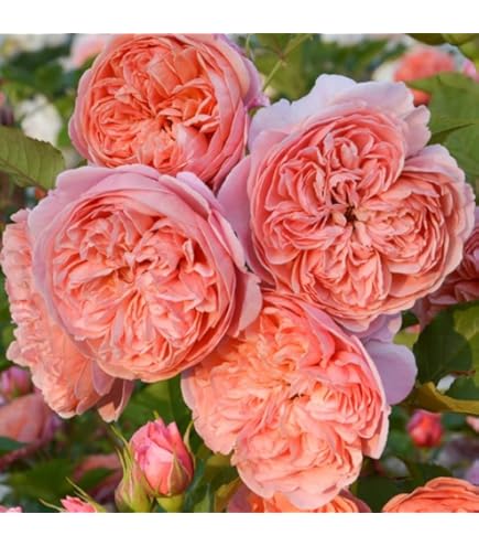 Amazon.co.jp: 切り花品種バラ苗 レアバラ : DIY・工具・ガーデン